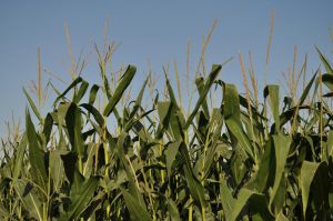 Corn Maze Corn Maze