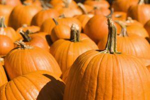 Rogers Pumpkin Patch Gainesville Fl