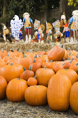 Gainesville Pumpkin Patches Gainesville Pumpkin Patches